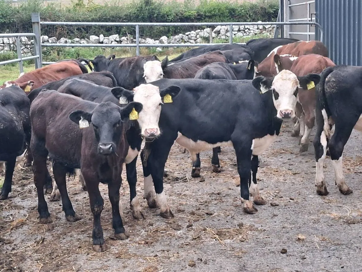 33 BULL WEANLINGS FOR SALE - Image 1