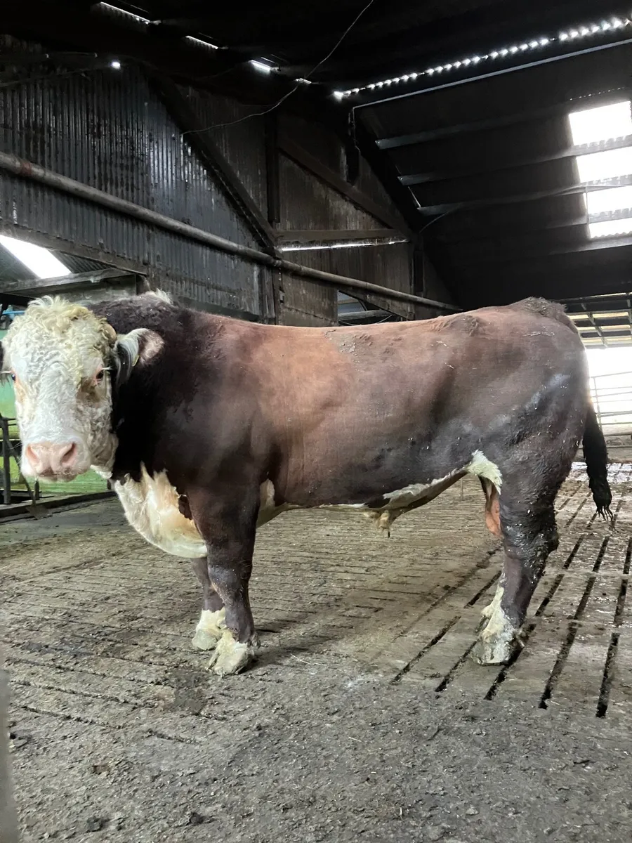 Bull - Image 1