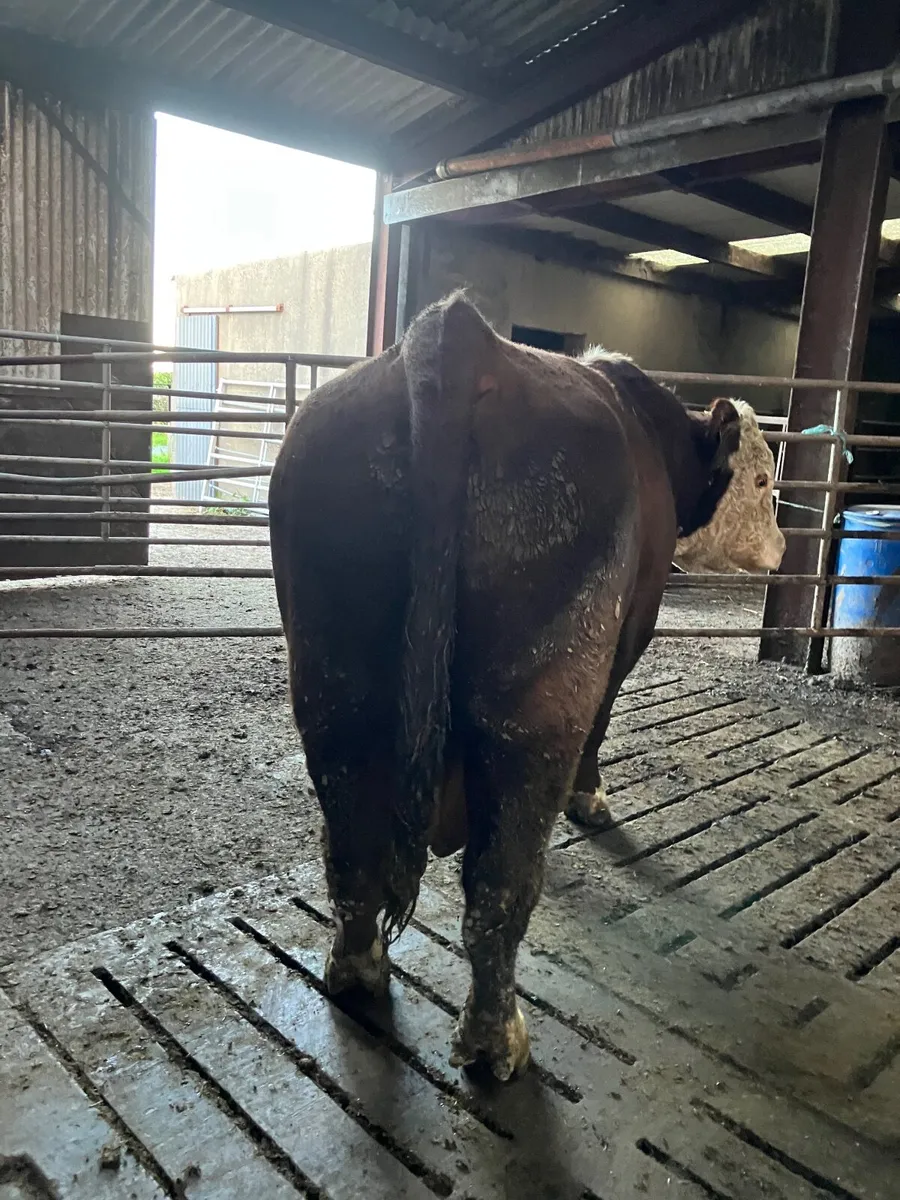 Bull - Image 2
