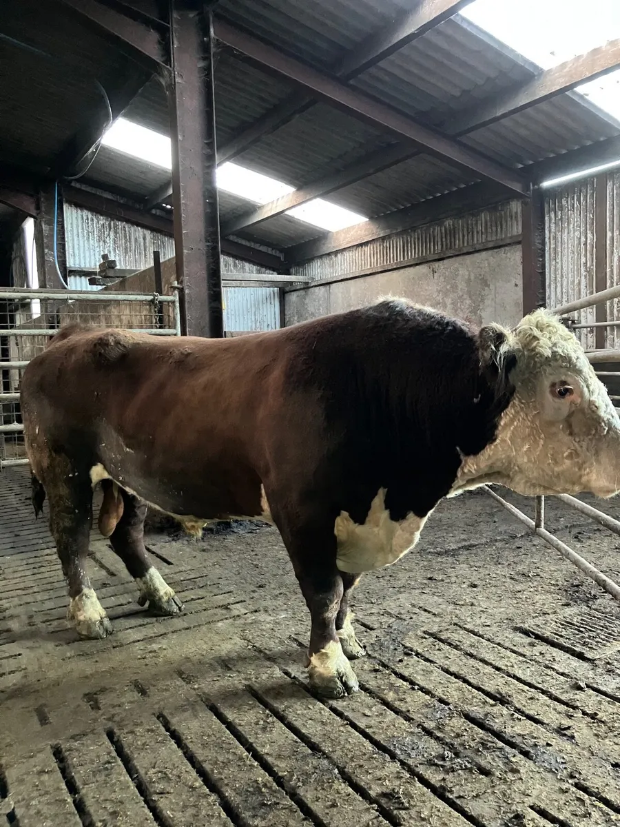 Bull - Image 4