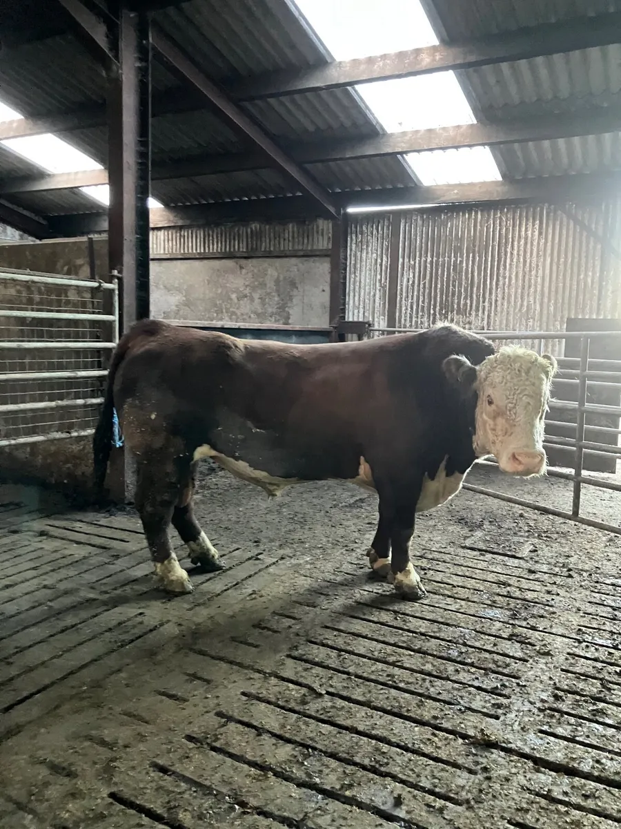 Bull - Image 3