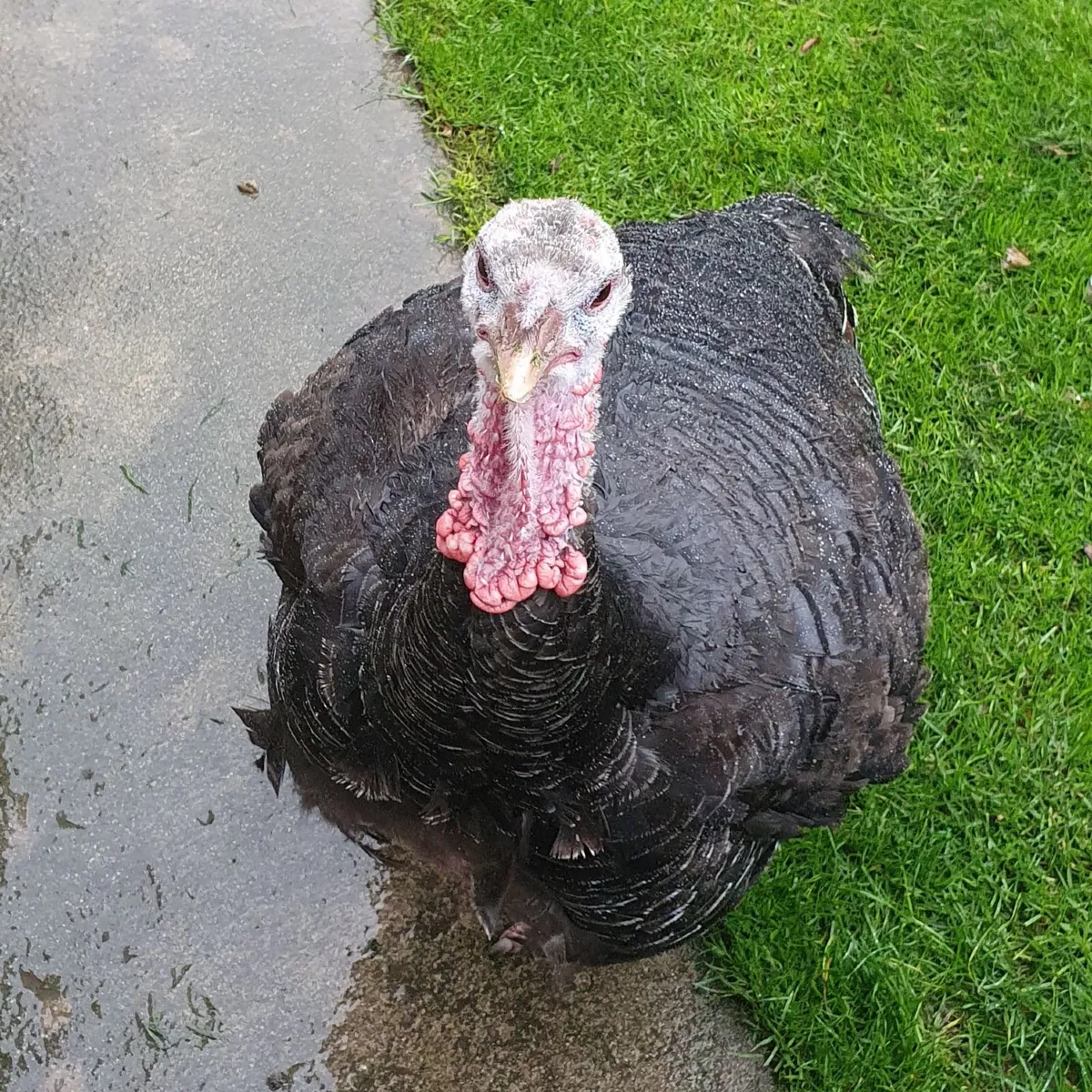 Turkey