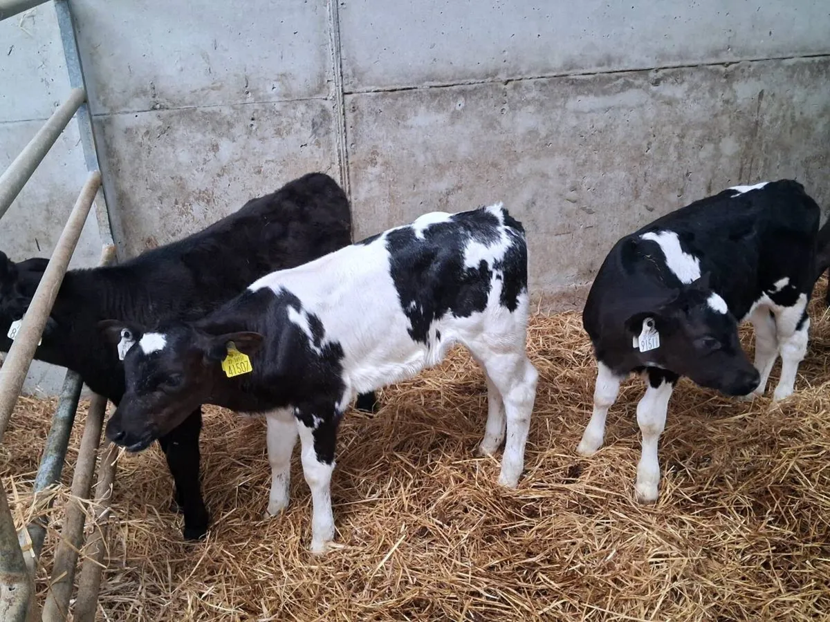 5 HEIFER CALVES FOR SALE - Image 2