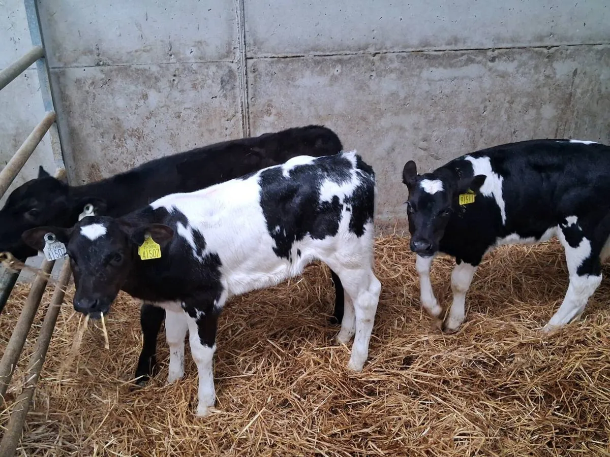 5 HEIFER CALVES FOR SALE - Image 3