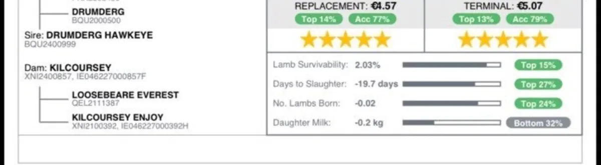 SIS Pedigree Texel Ram - Image 3