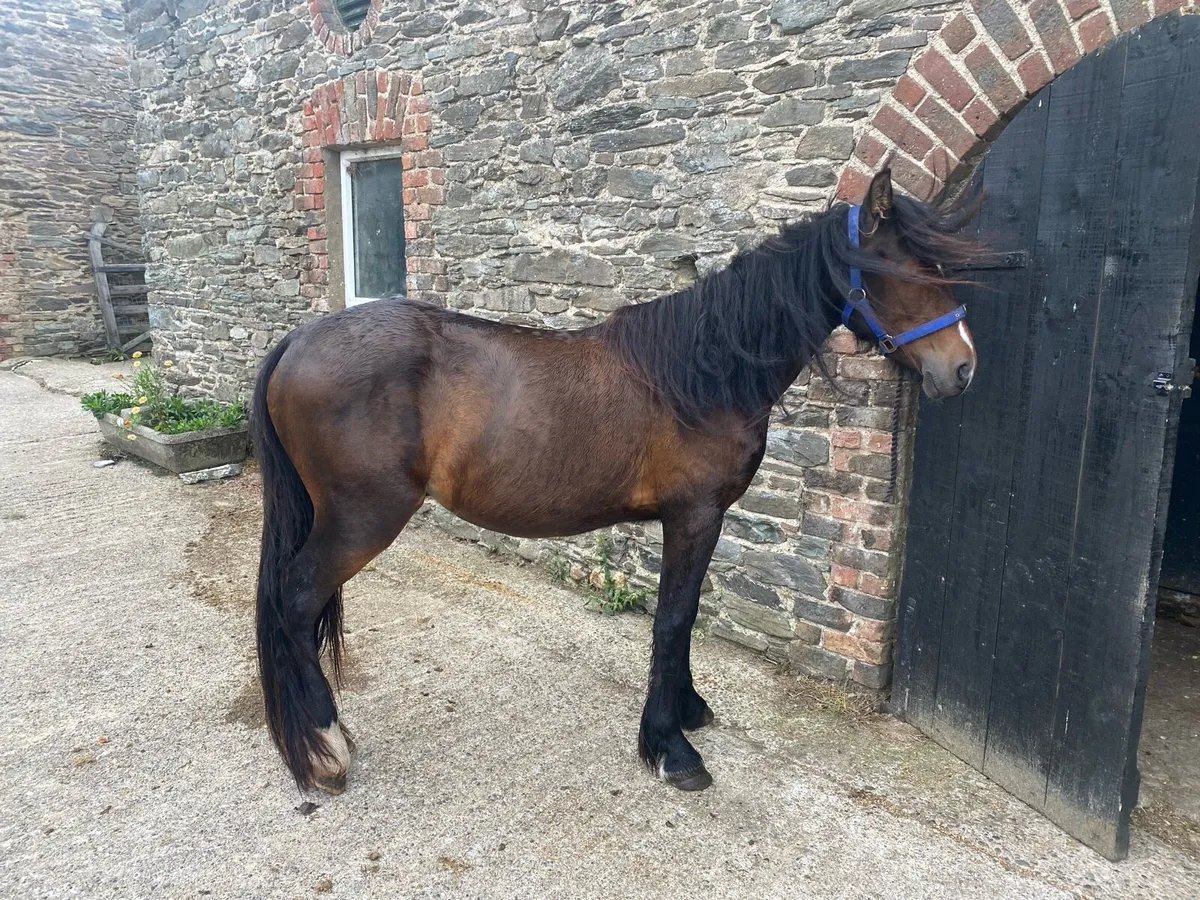Half bred cob - Image 1