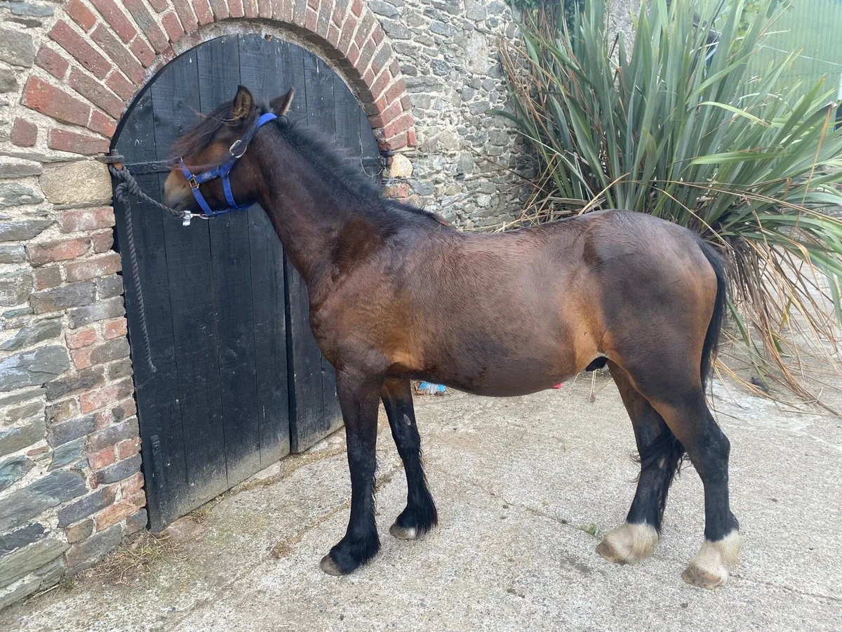 Half bred cob - Image 2