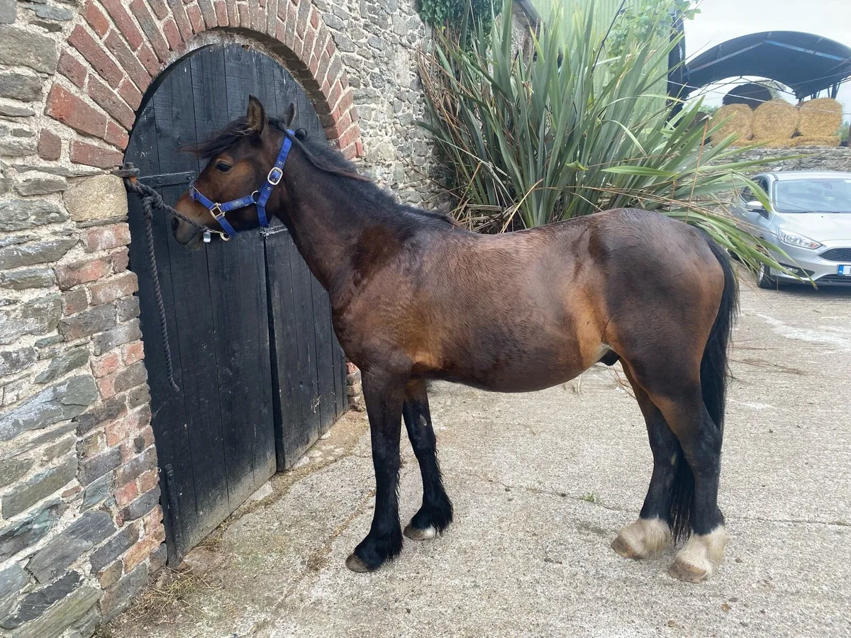 Half bred cob - Image 3
