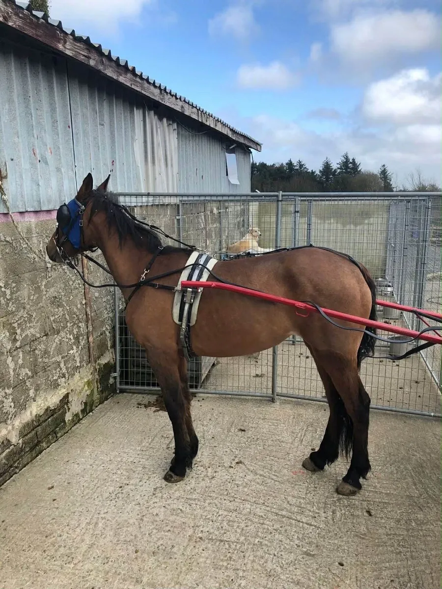 Half bred cob - Image 4