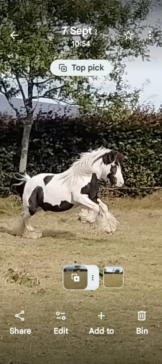 Stallion - Image 1