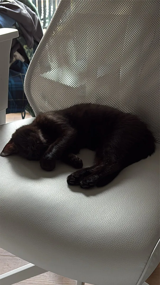 Sweet female kitten - accessories included - Image 1