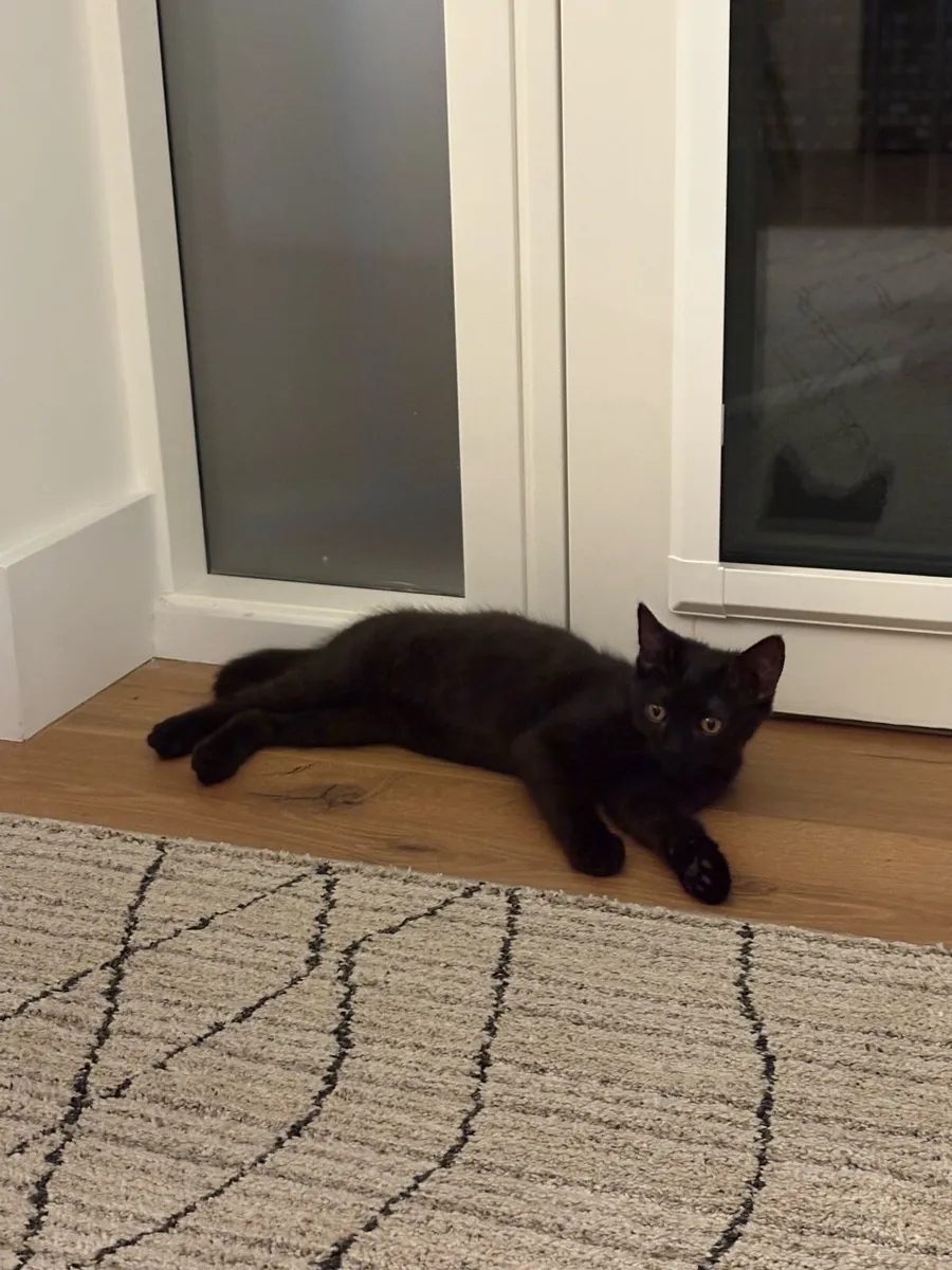 Sweet female kitten - accessories included - Image 3