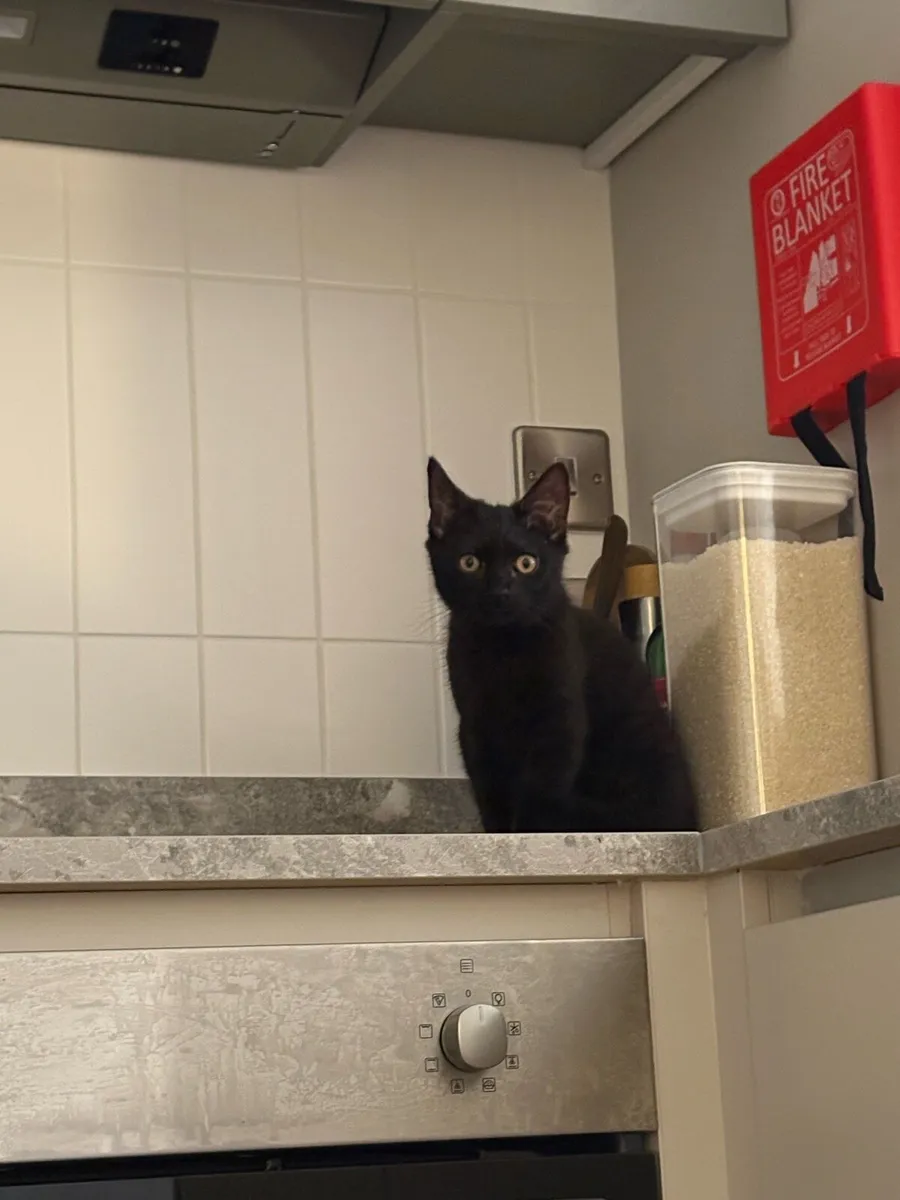 Sweet female kitten - accessories included - Image 4