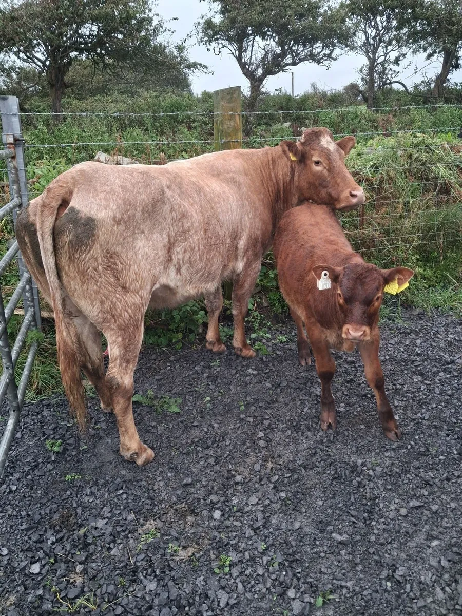 Cow and calf - Image 3