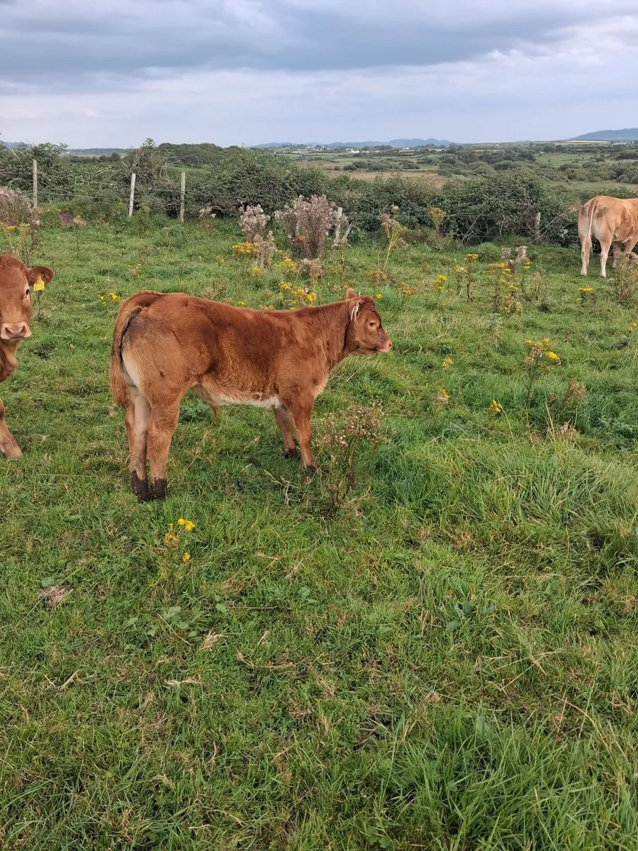 Cow and calf - Image 4