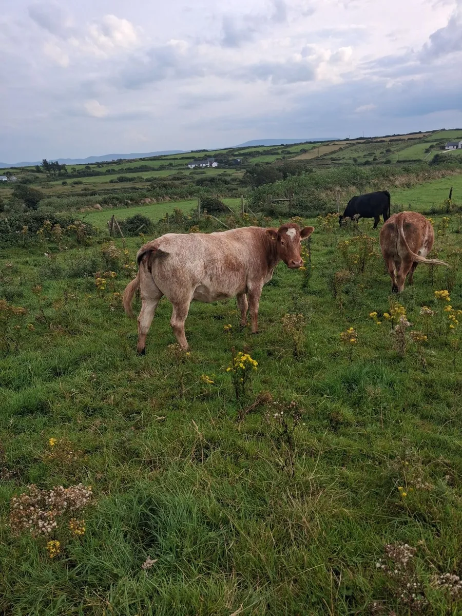 Cow - Image 1