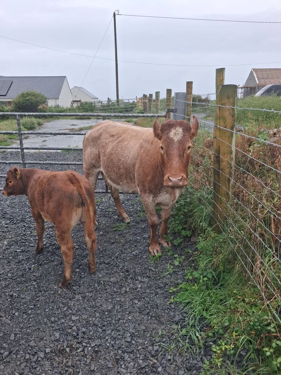 Cow and calf - Image 1