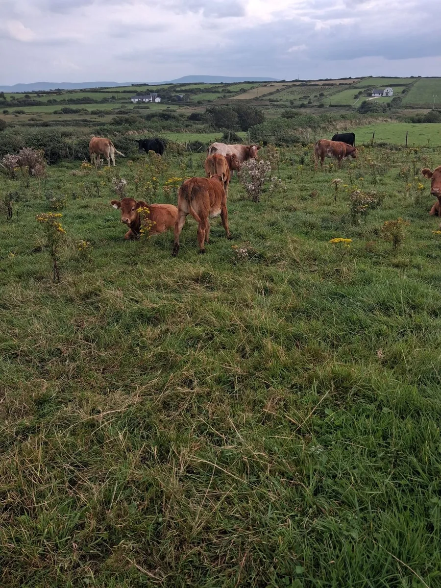 Cow and calf - Image 2