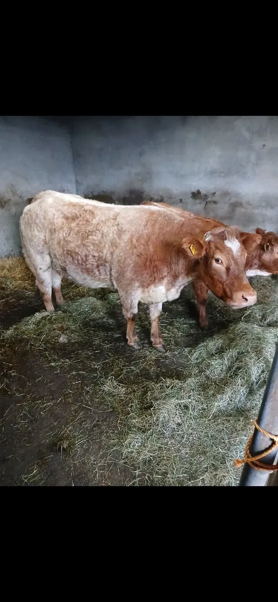 Cow - Image 2