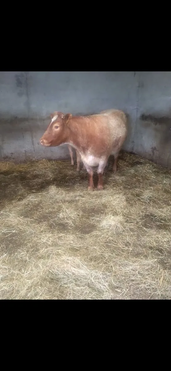 Cow - Image 3