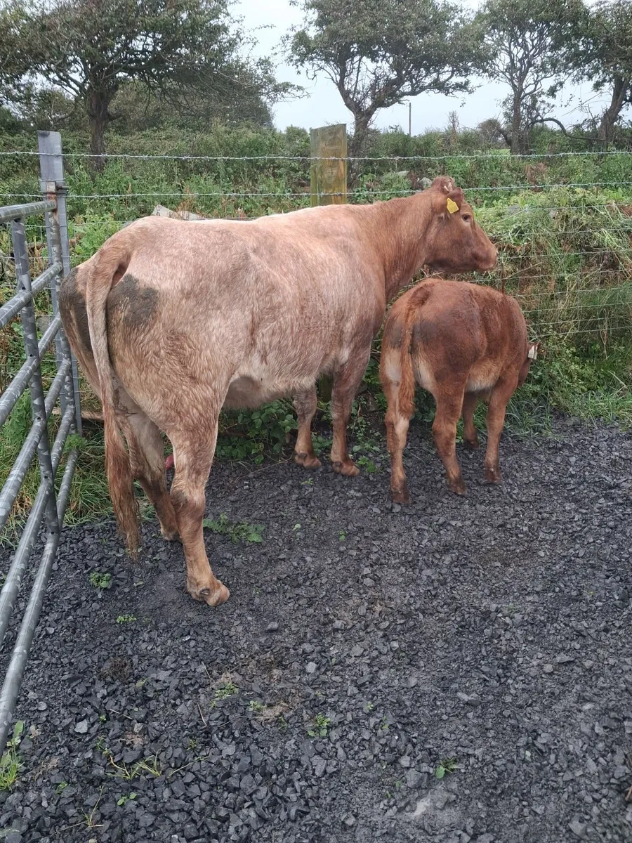 Cow - Image 4