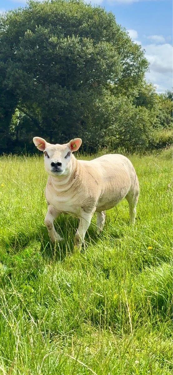 Purebred registered texel hoggets - Image 2