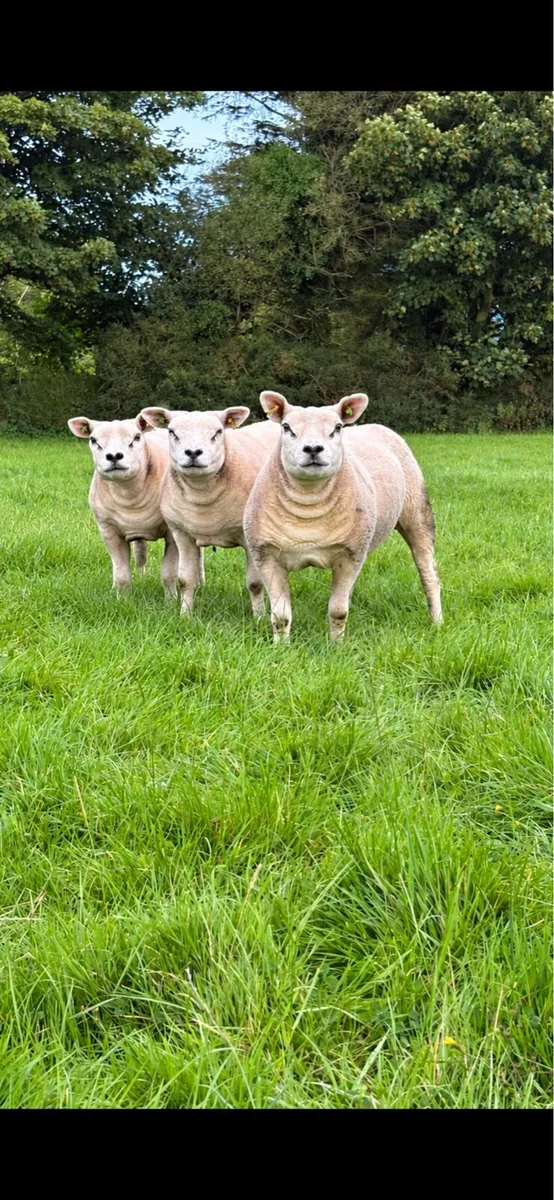 Purebred registered texel hoggets - Image 1