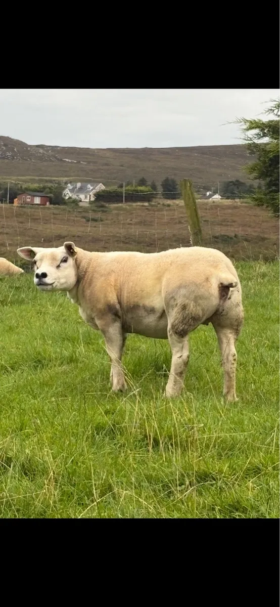 Purebred registered texel hoggets - Image 4