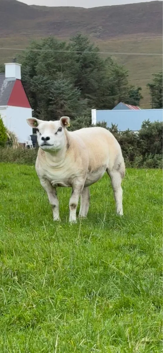 Purebred registered texel hoggets - Image 3