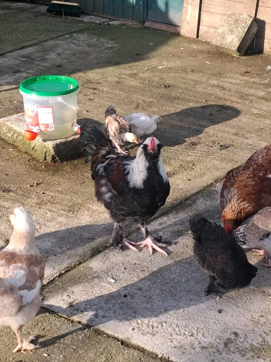 Roosters - Image 1