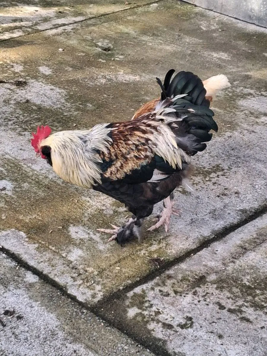 Roosters - Image 2