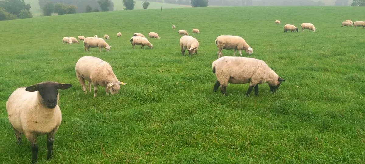 Hoggets - Image 2
