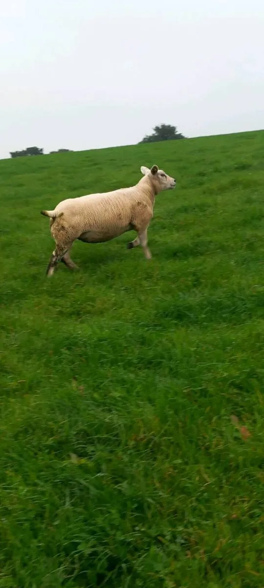 Hoggets - Image 3