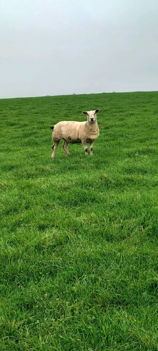 Hoggets - Image 4