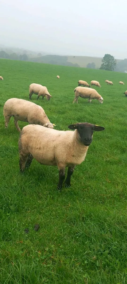 Hoggets - Image 1