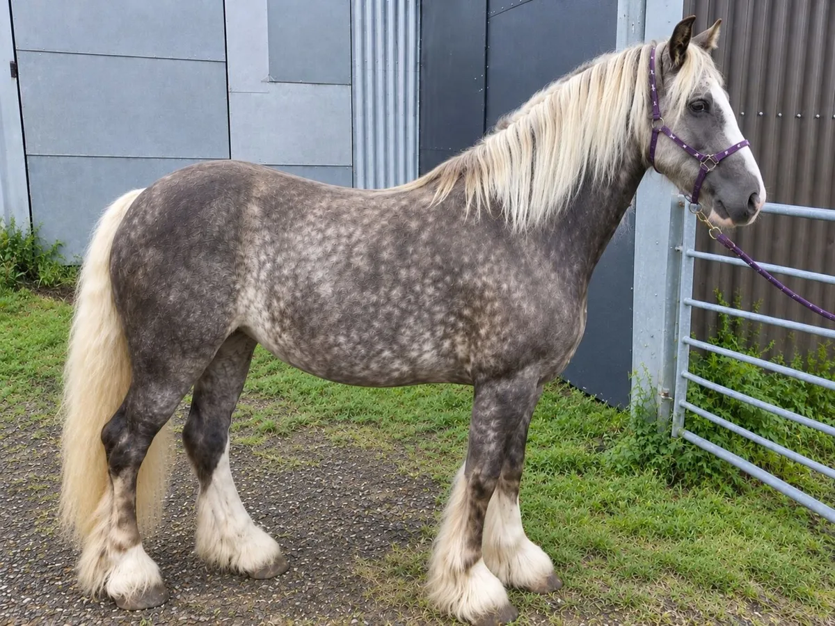 Stunning Sliver Dapple Mare 6yo 13.3hh - Image 1