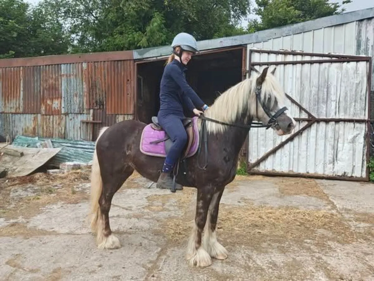 Stunning Sliver Dapple Mare 6yo 13.3hh - Image 2