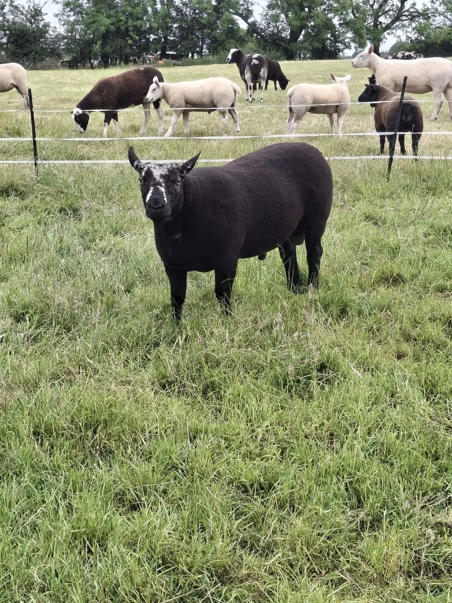 Ram - Image 1