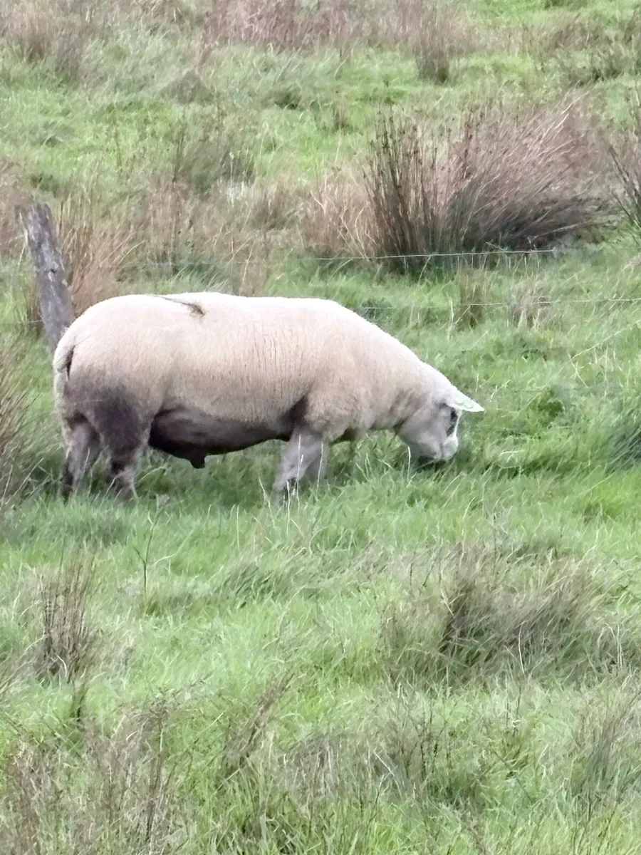 Texel - Image 1