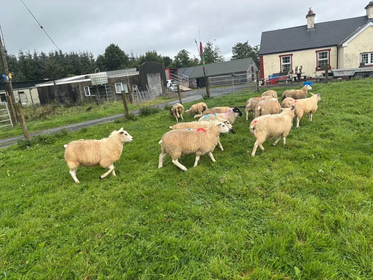 15 texel ewe lambs - Image 1