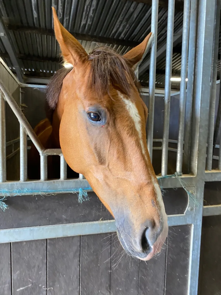 Companion or Therapy horse - Image 1