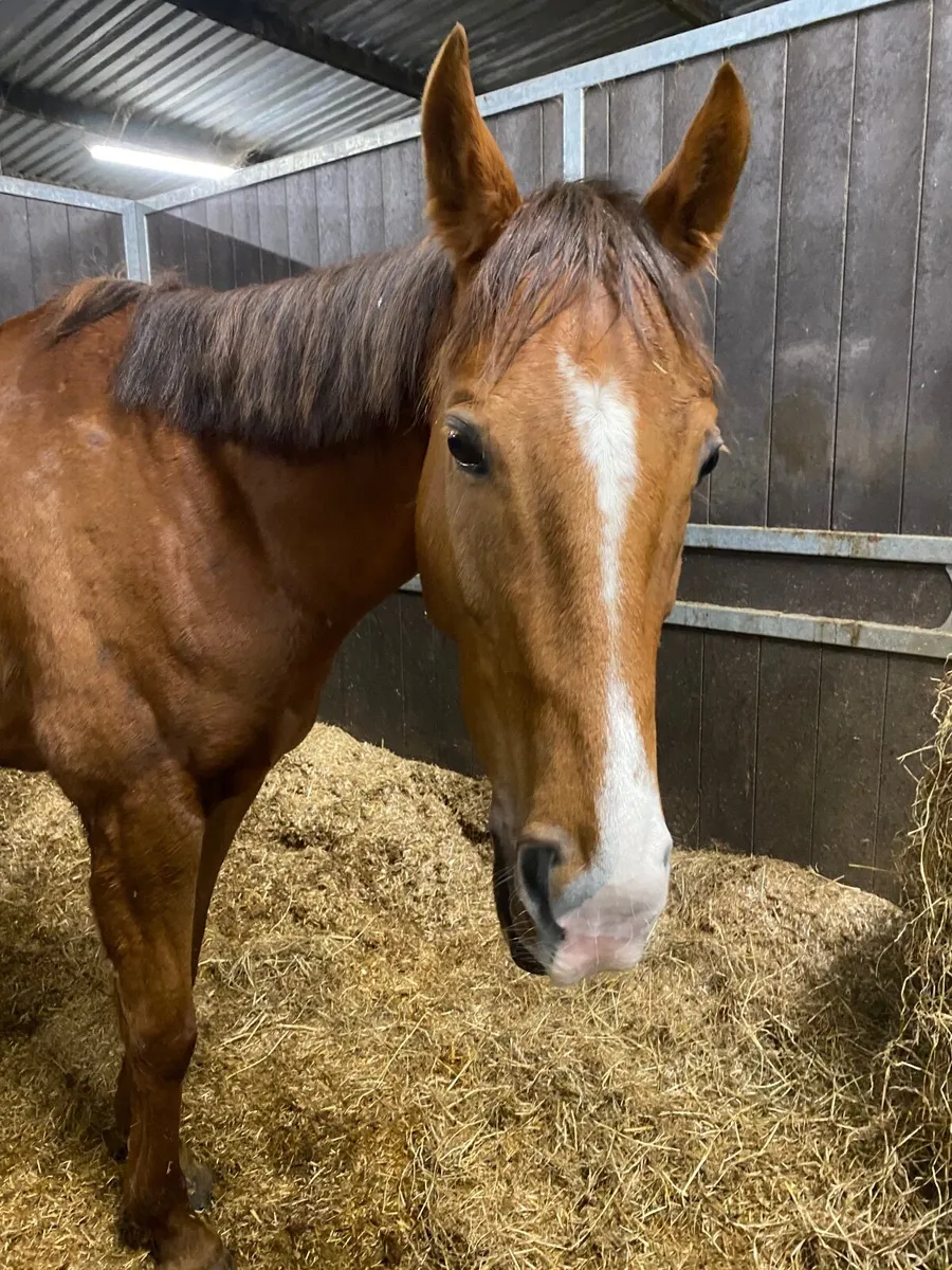 Companion or Therapy horse - Image 2