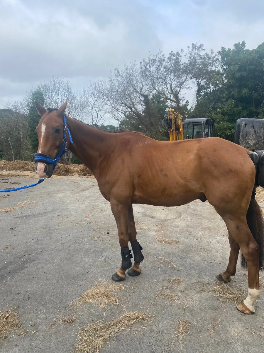 Companion or Therapy horse - Image 3