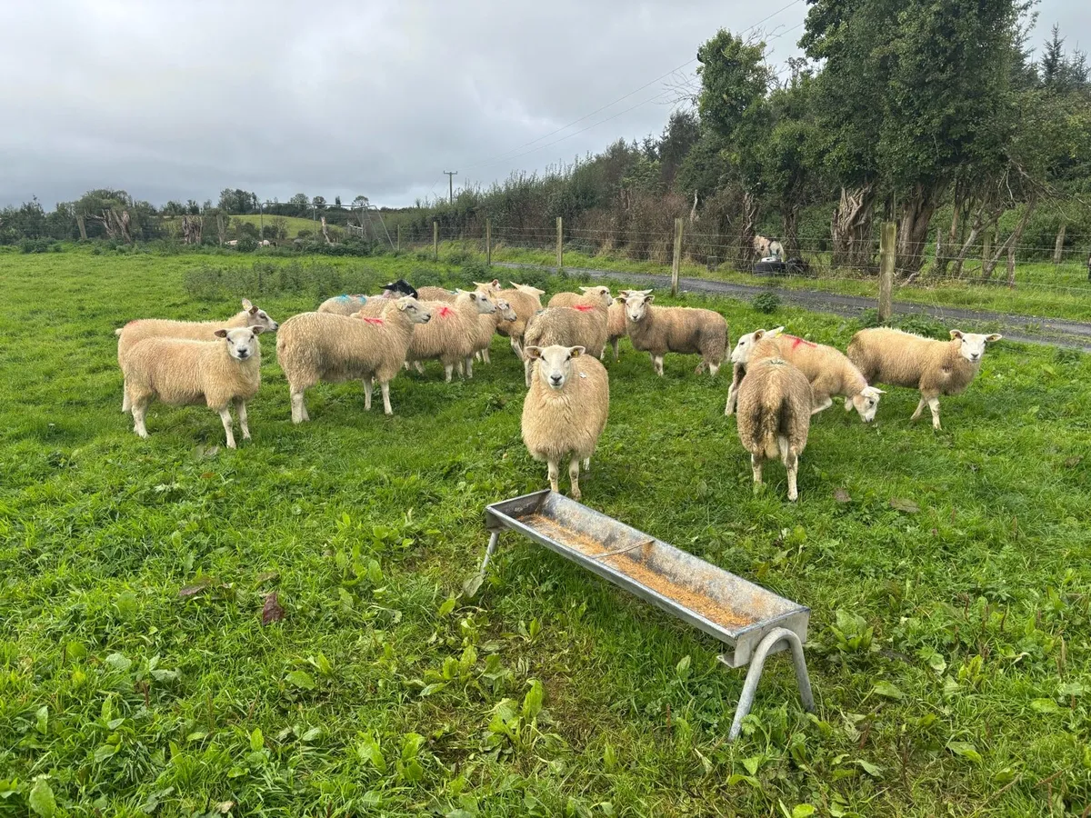 15 texel ewe lambs - Image 2