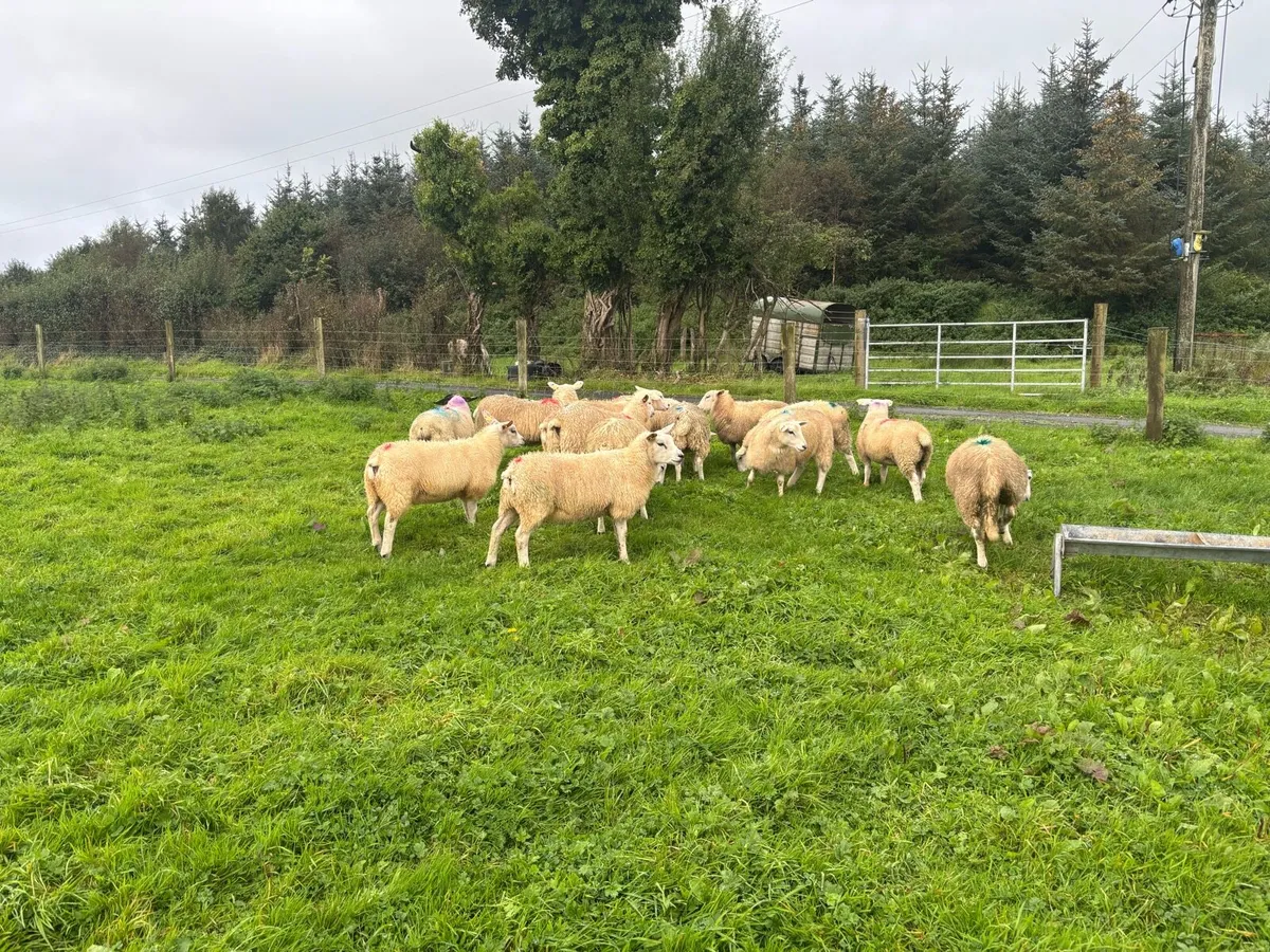 15 texel ewe lambs - Image 3