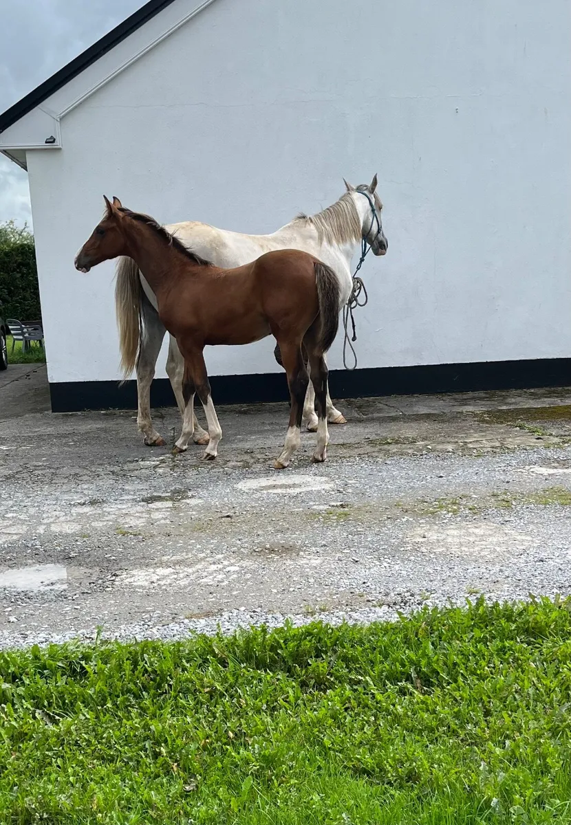 Foal - Image 3