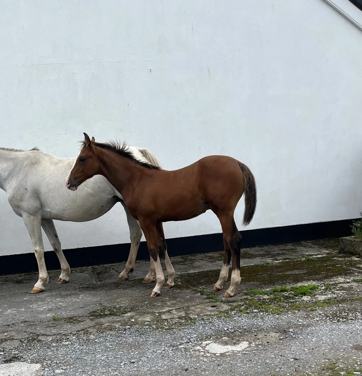 Foal - Image 4