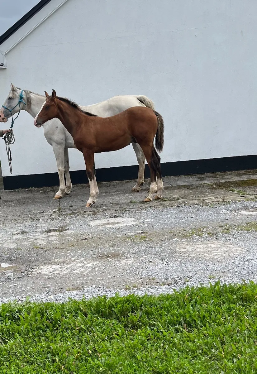 Foal - Image 1