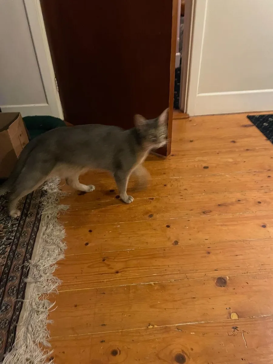 Two Cats - Image 2