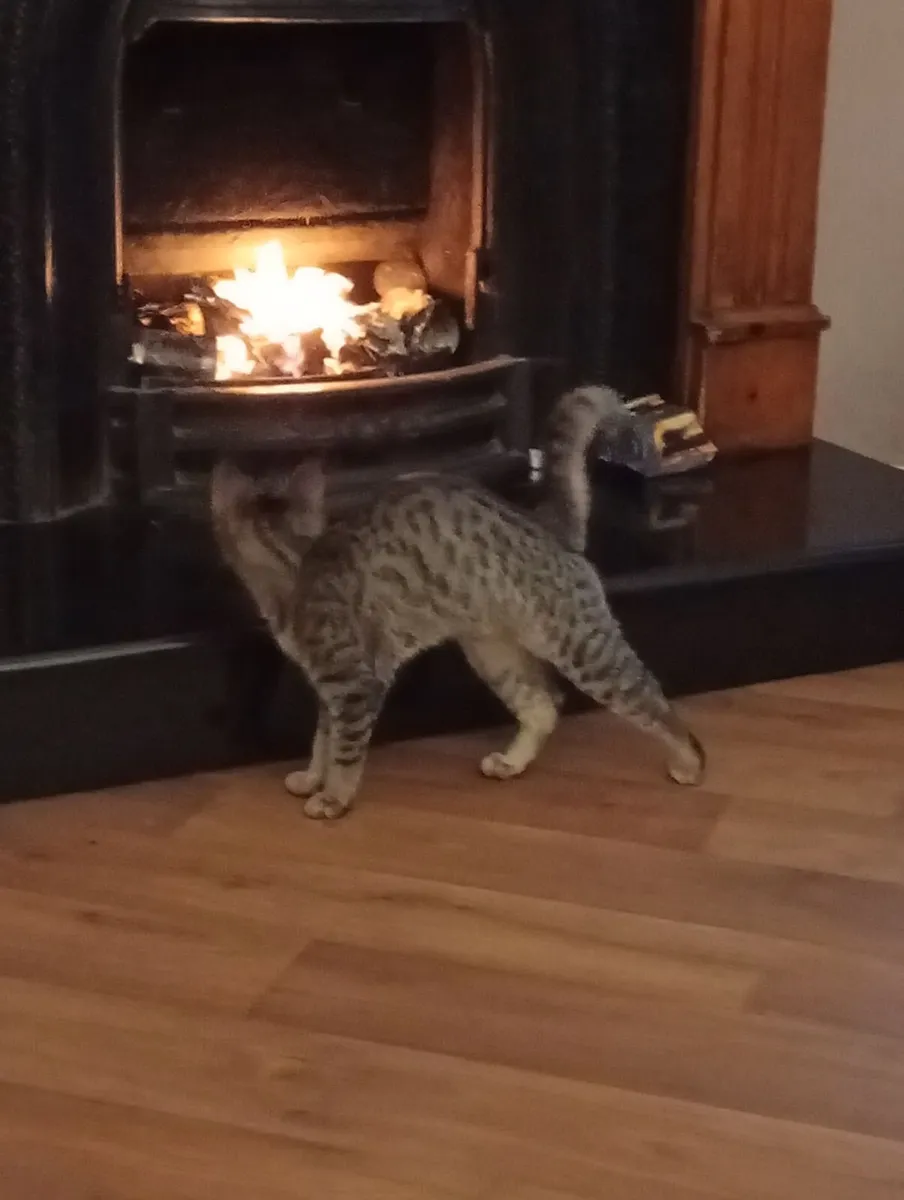 Two Cats - Image 3